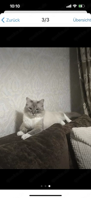 Deckkater sucht Katzendame. 