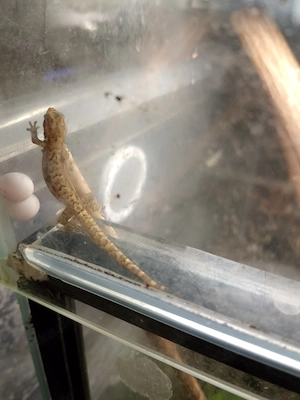 Jungferngeckos Jungtiere NZ