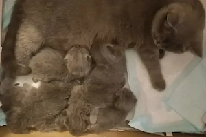 Bkh British Kurzhaar Kitten