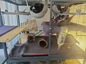 9 Ratten-Babys Jungtiere Männchen