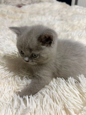 3 zuckersüße BKH Kitten  Bild 4