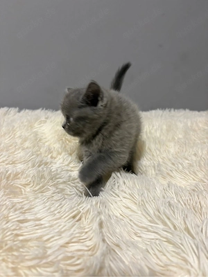 3 zuckersüße BKH Kitten  Bild 2