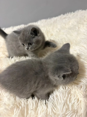 3 zuckersüße BKH Kitten  Bild 3