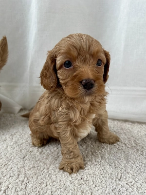 Wunderschöne Cavapoo Welpen 