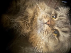 Britisch Langhaar Kater, 2 Jahre alt, sucht neues Zuhause