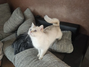 BKH Katze mit Stammbaum Golden Point 