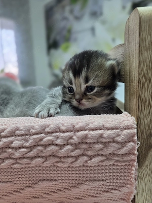 BKH Kitten mit Stammbaum 