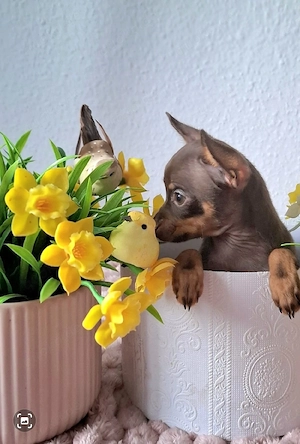 Mini Russkiy Toy Reinrassige Welpen 