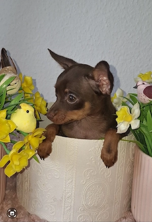 Mini Russkiy Toy Reinrassige Welpen  Bild 2