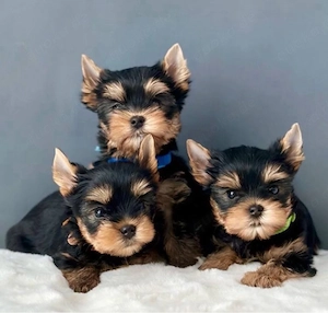 Yorkshire terrier mini welpen