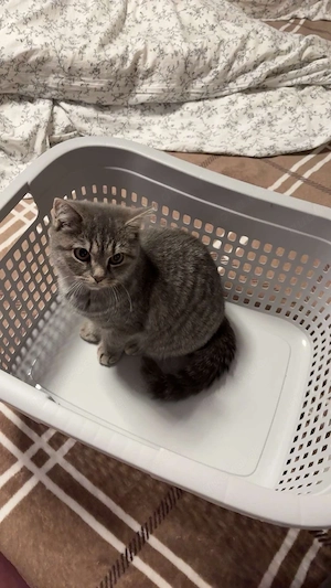 Britisch Kurzhaar mix