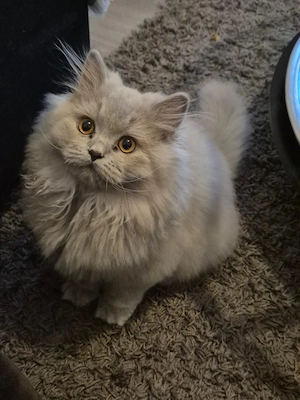 Liebevoller britisch Langhaar - 4,5 Monate alt -