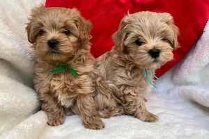 Maltipoo mini welpen