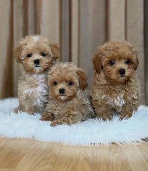 Maltipoo mini welpen