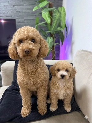 Toypudel Weibchen abgabebereit