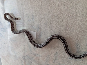 Kornnatter zu verschenken 