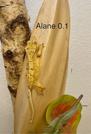 Kronengecko Correlophus ciliatus diverse Morphen