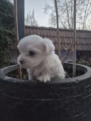 Malteser Mini Reinrassig Rüde 
