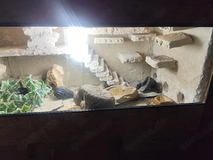 Terrarium  Bild 4