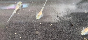 Axolotl Babys zum reservieren    