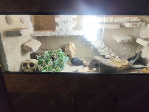 Terrarium  Bild 3