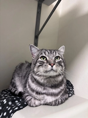 Britisch Kurzhaar Mix Kater, 3 Jahre, sucht neues Zuhause