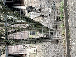 Kangal Pärchen 