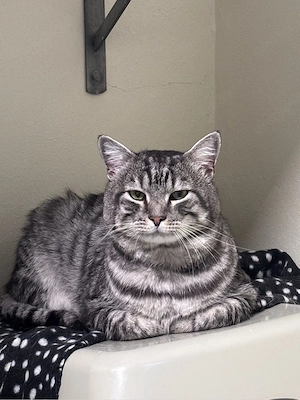 Britisch Kurzhaar Mix Kater, 3 Jahre, sucht neues Zuhause