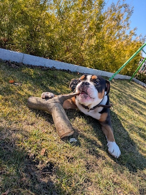 Old English Bulldog Rüde 