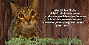  Anzeige   Felix sucht ein ruhiges Zuhause 