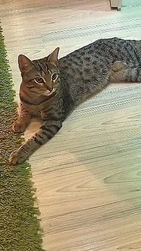  Anzeige   Felix sucht ein ruhiges Zuhause 