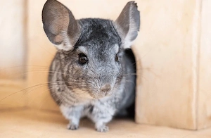 Ich Suche 2 Tiere mit Käfig