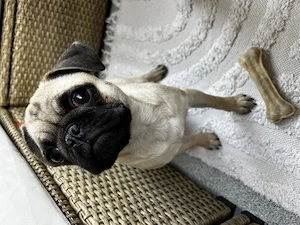 Süße Mops-Welpin in liebevolle Hände abzugeben