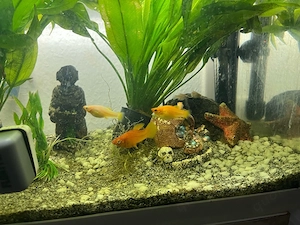 Gold Mollys Jungfische    Top Zustand & aktiv