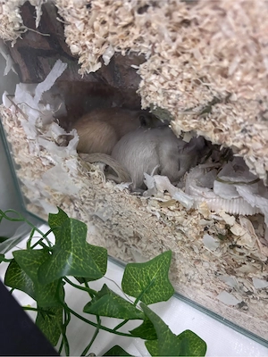 Pepper & Chilli   zwei süße Wüstenrennmäuse suchen ein neues Zuhause 