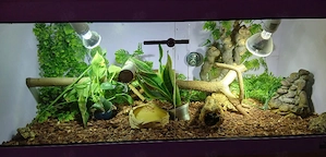 königspython mit terrarium 