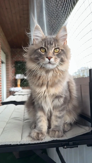 Wunderschönes Maine Coon Mädchen sucht liebevolles Zuhause