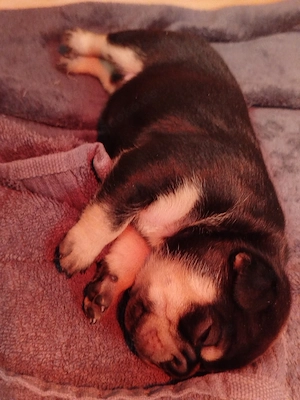 Französische Bulldoggen welpen 