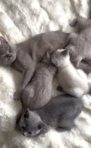 Bkh britisch kurzhaar kitten 
