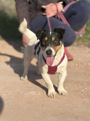 Klein Elsa möchte aus dem Tierheim Bild 3