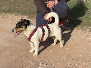 Klein Elsa möchte aus dem Tierheim Bild 4