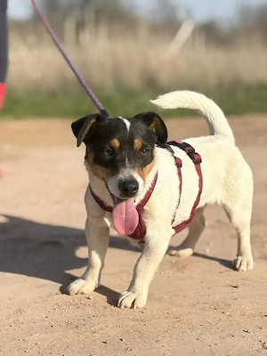 Klein Elsa möchte aus dem Tierheim