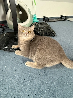 Deckkater Deniz sucht rollige Katzendame    Bild 2