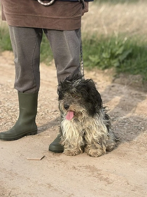 Ein Herz auf vier  Kleine Lenke sucht liebevolles Zuhause