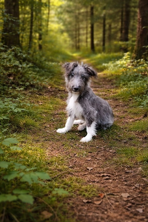 Liebevoller Aussiedoodle 