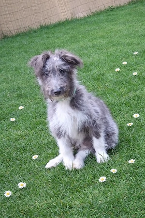 Liebevoller Aussiedoodle 