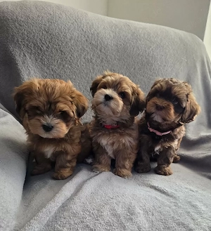 Havaneser Welpen 