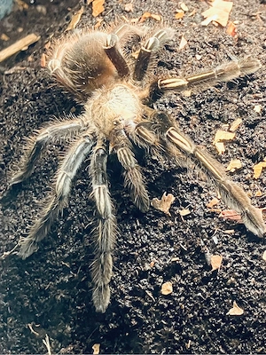 Ephebopus Murinus 0.1