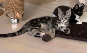 Maine-Coon-Mix Kater sucht liebevolles Zuhause