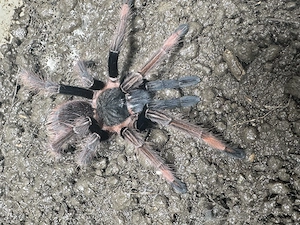 Sericopelma sp. Santa catalina